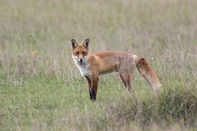 Red Fox (Vulpes vulpes), photo: Dániel Balla