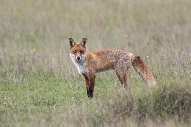 Vörös róka (Vulpes vulpes), fotó: Balla Dániel